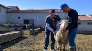 ABB'den kırsala veterinerlik hizmeti