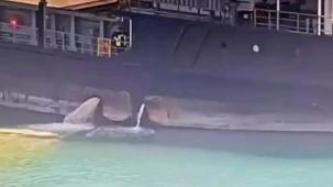 Mersin Limanı’nda denizi kirleten gemiye 13,1 milyon TL ceza