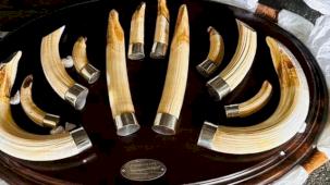 Trabzon'da yaban hayatı kaçakçılığı... 19 kargo ele geçirildi!