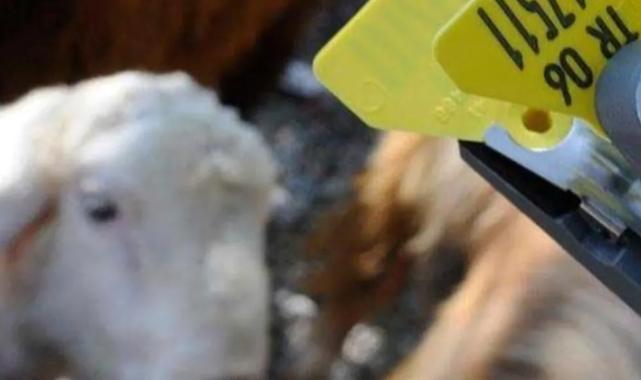 Hayvan sahiplerine aşı ve küpe ücretlerinde önemli ayar... O ücretler desteklemeden düşecek