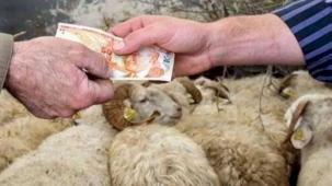 2026 Yılı Kurban Hizmetleri Tebliği 'Resmi'leşti... İstanbul'a kurbanlık girişleri 11 Mayıs'ta başlıyor