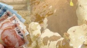 Çiftçiye 350,9 milyon TL destek ödemesi hesaplarda