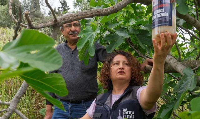İncirde kalite kaybına karşı İzmir'de doğal mücadele