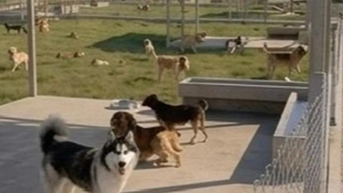 İzmir Büyükşehir’den Dikili’ye tam teşekküllü sokak hayvanları kampüsü
