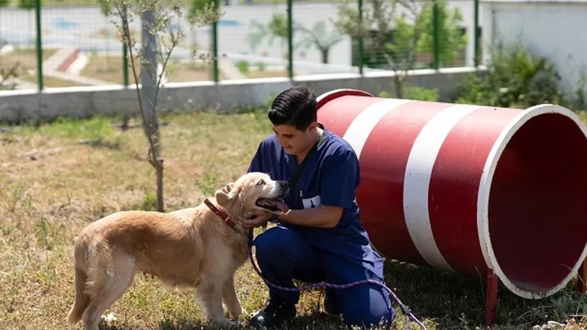 Pako ve bakımevlerindeki patili dostlar İzmir'de ailelerini arıyor