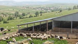 Çiftçilere 5,48 milyar TL tarımsal destek ödemeler hesaplarda
