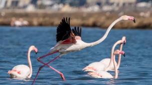 İzmir’de Flamingo Yolu turları bayramda da devam ediyor