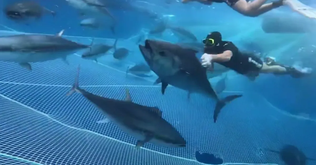 Alanya açıklarında 28 orkinos uydu vericisiyle takibe alındı