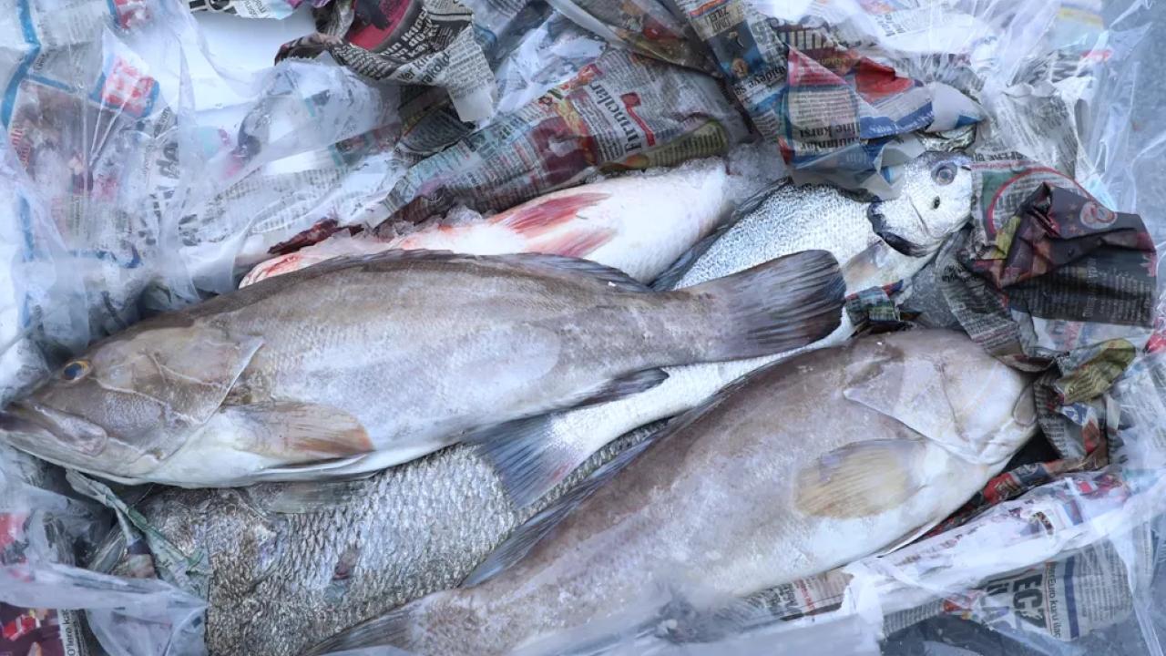 Antalya'da 260 kilo balığa el konuldu