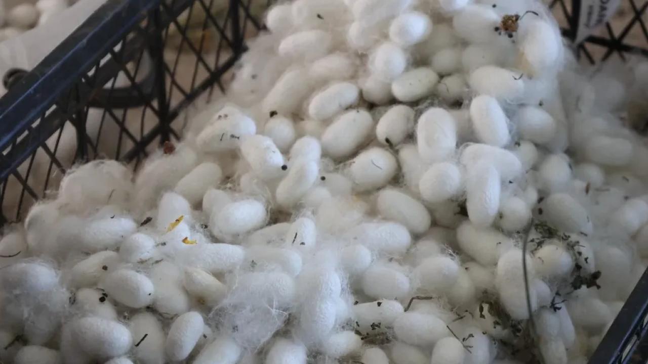 Muğla'da kozalar berekete dönüştü