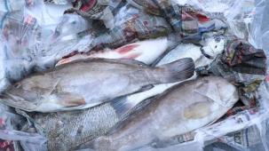  Antalya'da 260 kilo balığa el konuldu