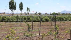 Kayseri Kocasinan'da 60 bin fideli tarımsal üretim