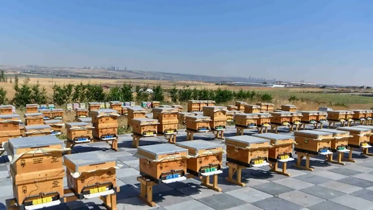 ABB'den arıcılığa büyük destek