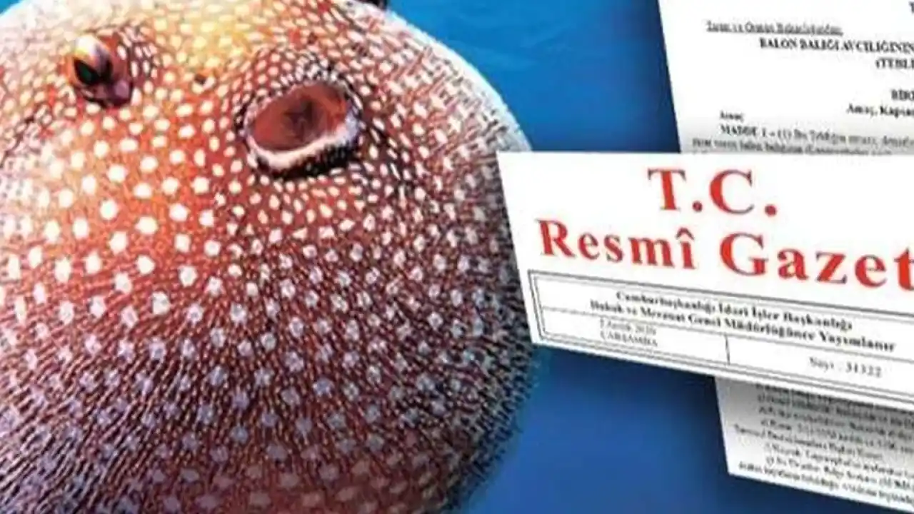 Balon Balığı avcılığı destekleri artırıldı... Zehirli türe destek 35 TL'ye yükseltildi