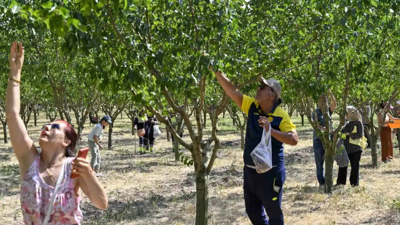 Başkentliler ATA Çiftliği’nde hasat coşkusunu yaşadı
