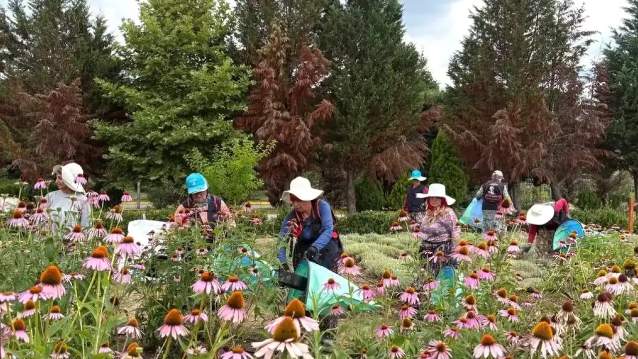 Kocaeli'de TABİP projesinde 41 tür bitkinin hasadı yapıldı