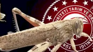 Bakanlıktan 'çekirge istilası' açıklaması... Ekonomik zarar oluşturan popülasyon yok