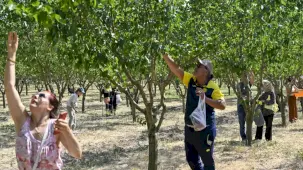Başkentliler ATA Çiftliği’nde hasat coşkusunu yaşadı