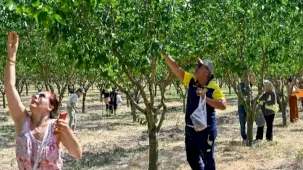Başkentliler Ata Çiftliği'nde hasat yaptı
