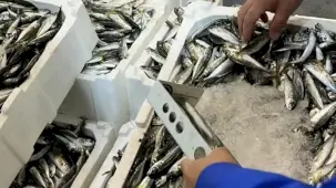 İzmir İl Tarım'dan su ürünlerine sıkı denetim
