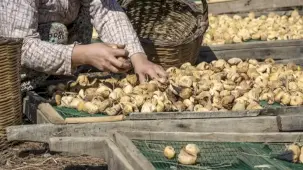 Kuru incirde Aydın'da büyük buluşma