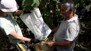 Ordu’da fındık hasadı için işçi başvuruları sürüyor