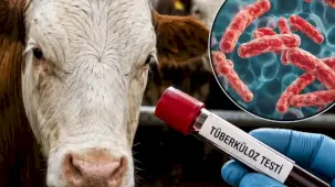 Sığır tüberkülozuyla mücadelede yeni dönem... Test süreleri kısaldı, arilik şartları değişti