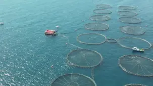 Türkiye su ürünleri üretiminde rekor seviyeye ulaştı... Her 4 balıktan 1'i Muğla'da