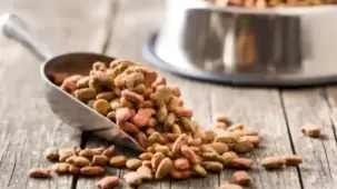Yeni yapılan 31 bilimsel araştırmaya göre, vegan köpek maması ve vegan kedi mamasının iyi sindirildiğini ortaya koydu