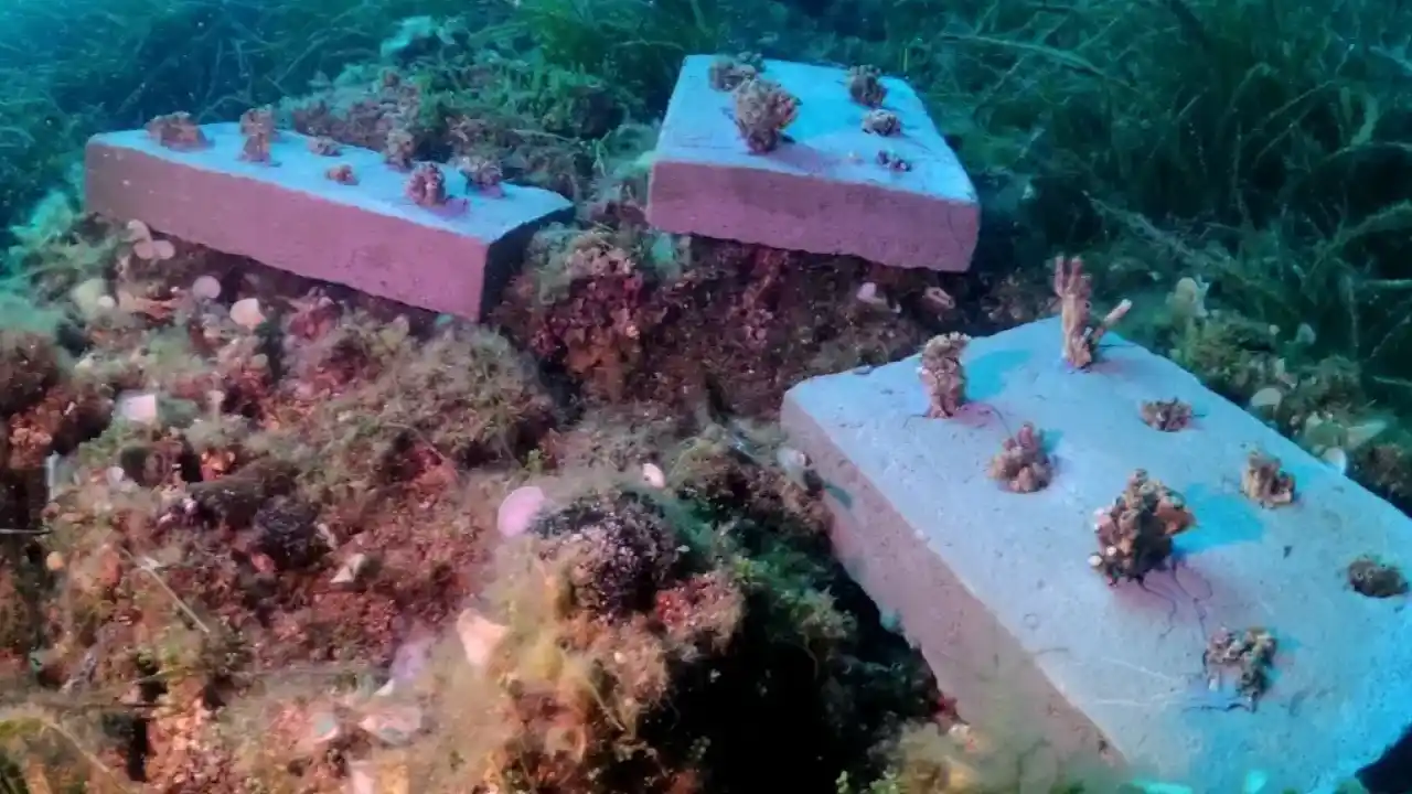 Bozcaada mercan resifleri için koruma seferberliği... 180 deniz canlısı türü kayıt altına alındı