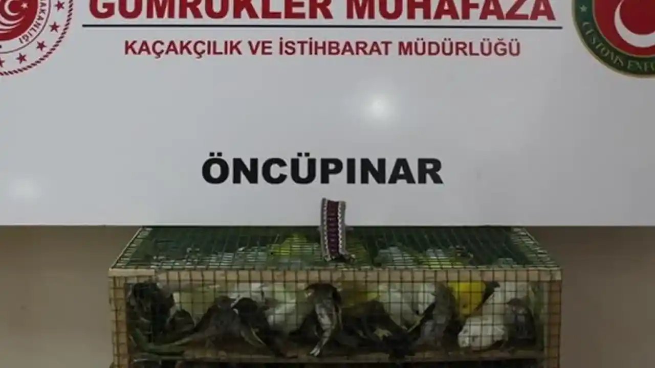 Gümrük Muhafaza'dan kaçakçılığa darbe! 2026'da 58 bin 519 canlı hayvan kurtarıldı