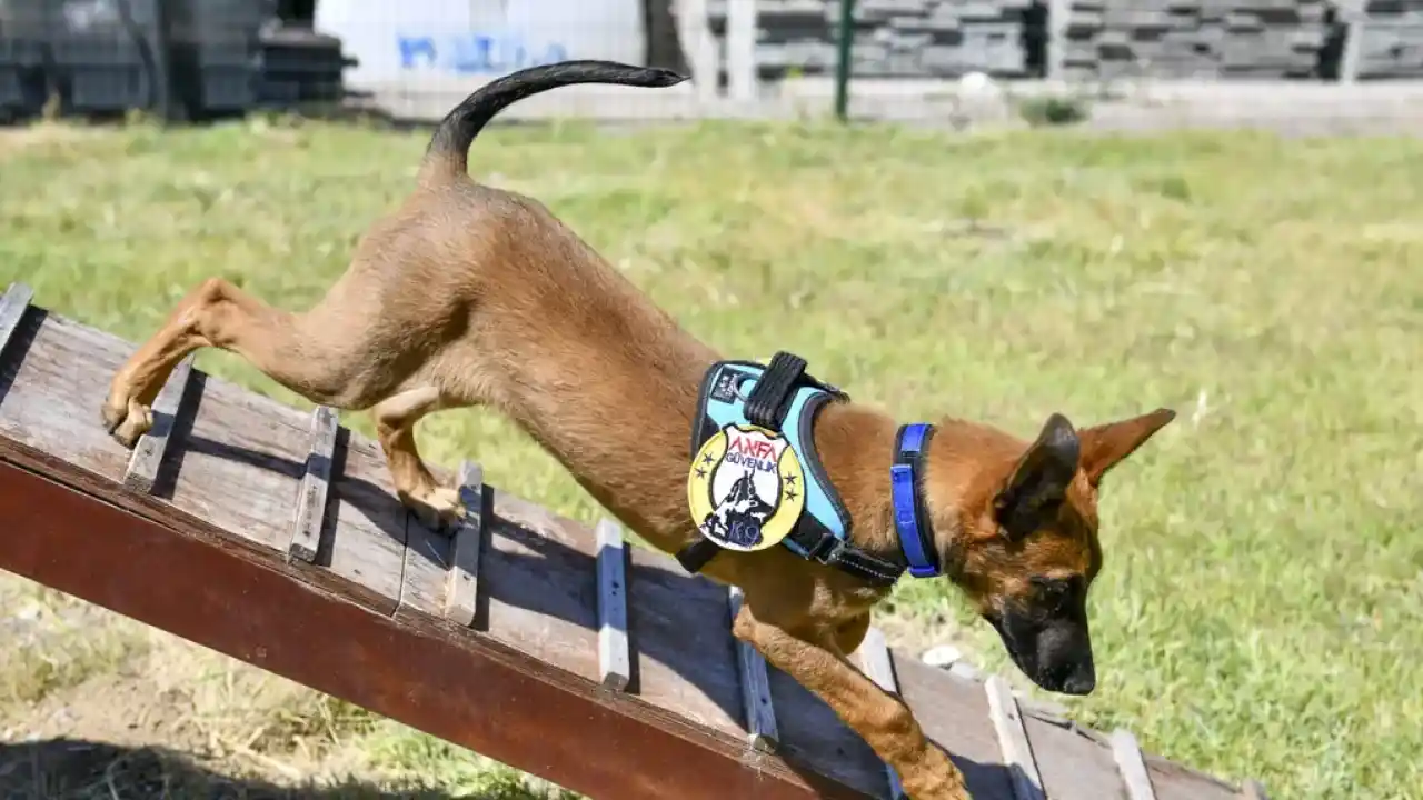 K9 ekipleri Başkent’te 7/24 görevde