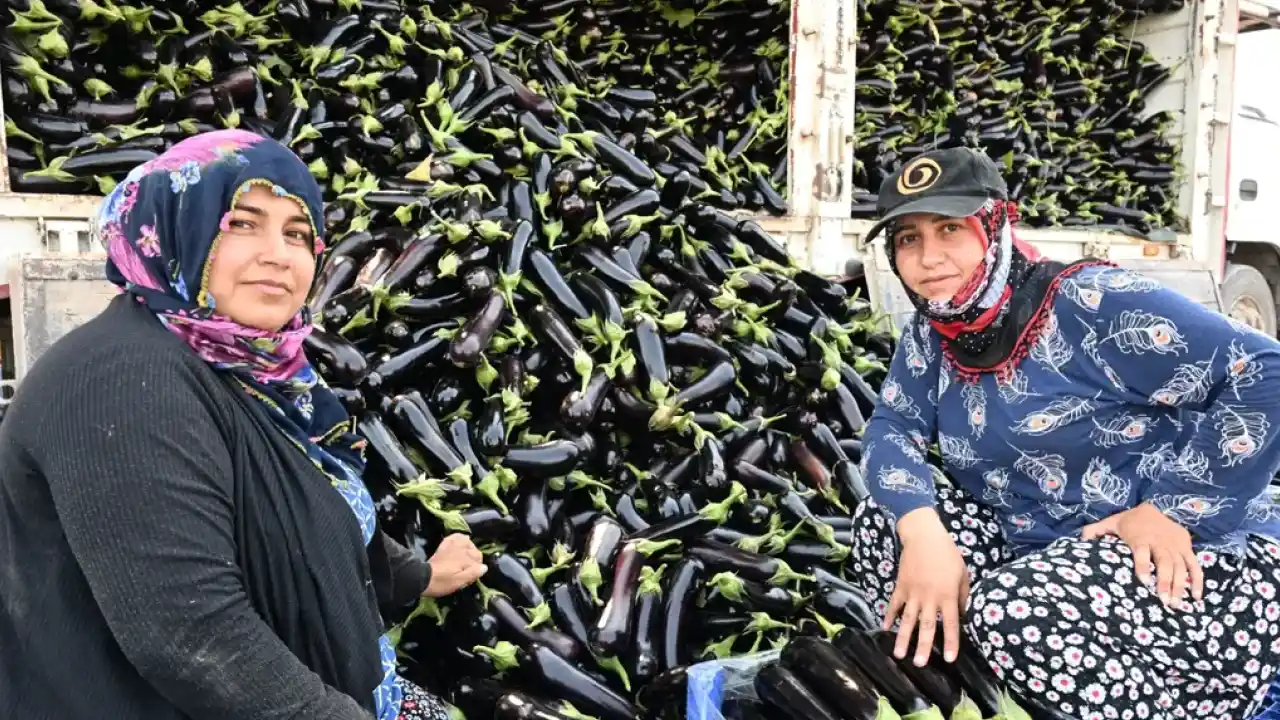 Manisa'da afetzede çiftçinin yüzü gülüyor