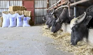 Ankara’da manda yetiştiricilerine ücretsiz yem desteği