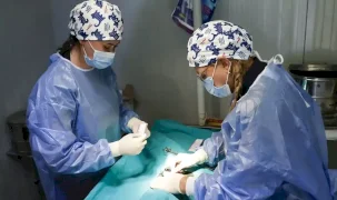Antalya'da sahipsiz kedilere mobil kısırlaştırma hizmeti