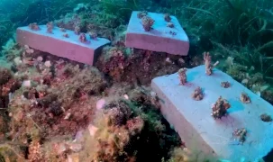 Bozcaada mercan resifleri için koruma seferberliği... 180 deniz canlısı türü kayıt altına alındı
