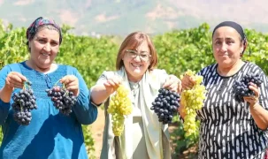 Gaziantep'te Başkan Şahin üzüm hasadına katıldı