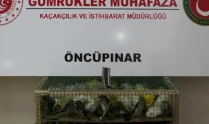 Gümrük Muhafaza'dan kaçakçılığa darbe! 2026'da 58 bin 519 canlı hayvan kurtarıldı