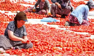 İzmir Büyükşehir’den Torbalı'da 'Kırmızı Altın' mesaisi