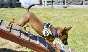 K9 ekipleri Başkent’te 7/24 görevde