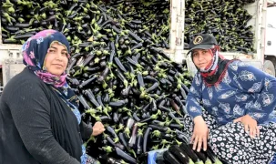 Manisa'da afetzede çiftçinin yüzü gülüyor