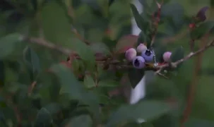 Ordu Gürgentepe’de mavi yemiş ve çoban fasulyesi atağı