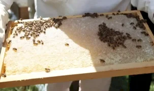 Ordu’da bal hasadı bereketi