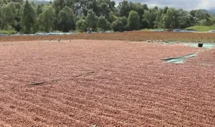 Ordu’da fındık hasadı ve katma değerli üretim