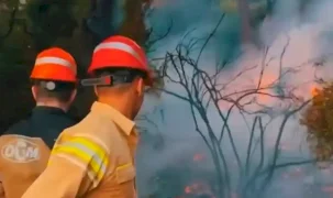 Orman yangınlarında 46 şüpheli tespit edildi! 12 kişi tutuklandı