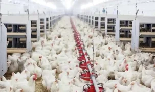 Tavuk eti üretimi Haziran’da yüzde 14,7 arttı