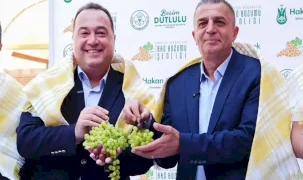 Üzümün başkenti Manisa bağbozumuna hazır