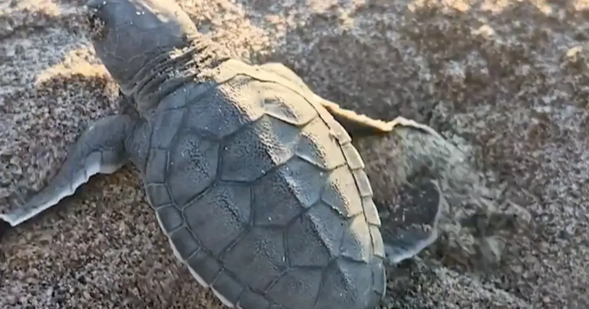 Akyatan’da deniz kaplumbağaları için seferberlik