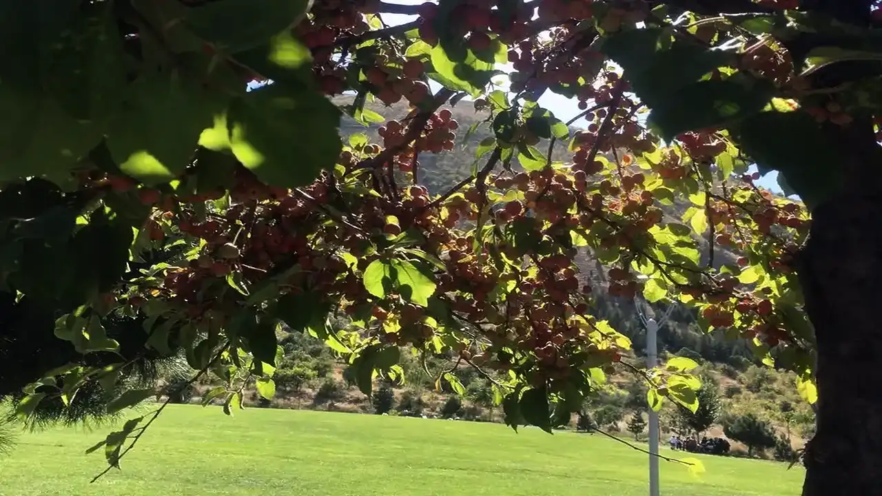 Ali Dağı 360 kafe bahçesinde süs elması bereketi