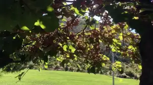 Ali Dağı 360 kafe bahçesinde süs elması bereketi